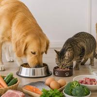 Perro y gato comiendo alimento de calidad con agua fresca y comida nutritiva, representando alimentación saludable para mascotas