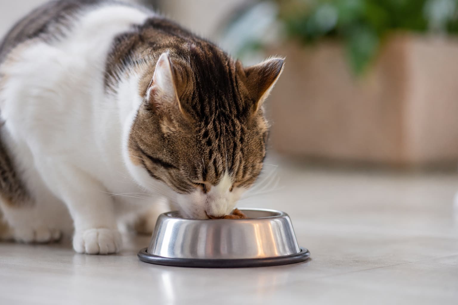 Gato comiendo en un cuenco de acero inoxidable