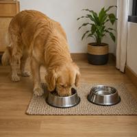 Perro alimentándose en un espacio tranquilo con comedero y bebedero permanentes, rutina ideal para una alimentación saludable y sin estrés.