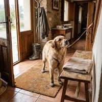Perro Golden Retriever con patas sucias sobre felpudo en la entrada de casa esperando ser secado con una toalla tras un paseo lluvioso.
