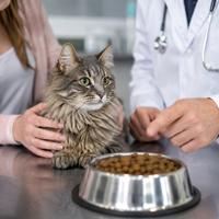 Gato en consulta veterinaria junto a alimento terapéutico especializado, destacando la necesidad de supervisión profesional y el uso de dietas veterinarias para enfermedades felinas.