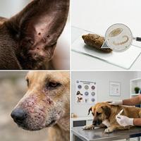 Collage médico veterinario que muestra riesgos comunes en perros adoptados: presencia de pulgas y garrapatas, detección de parásitos intestinales, problemas dermatológicos y síntomas de enfermedades infecciosas bajo diagnóstico profesional.