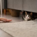 Gato adoptado de protectora escondido bajo el sofá durante sus primeros días en casa, adaptación felina, confianza y bienestar animal.