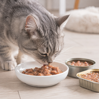 Gato gris comiendo comida húmeda premium para gatos en plato blanco, alimento felino saludable, nutrición para mascotas, comida húmeda de alta calidad y dieta equilibrada para gatos domésticos.
