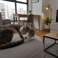 Gato tranquilo descansando en un piso pequeño, ideal para personas que buscan una mascota de interior con bajo nivel de actividad y fácil adaptación a espacios reducidos.
