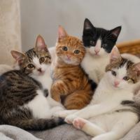 Grupo de gatitos sociables y cariñosos descansando juntos, ideales para familias y personas que buscan adoptar un gato amigable, juguetón y fácil de socializar.