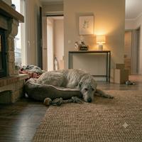Perro recién adoptado descansando tranquilo en su cama, ilustrando cómo respetar su espacio y rincones seguros ayuda a reducir el estrés en la adaptación.