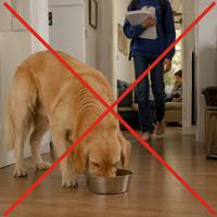 Perro comiendo en una zona de mucho paso dentro de casa con una cruz roja de prohibición, mostrando el error de colocar el comedero en un lugar con tránsito constante que puede generar estrés, ansiedad y malos hábitos alimenticios en perros.