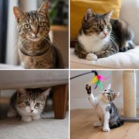 Gato doméstico mostrando su personalidad única, imagen ideal para adopción responsable, comportamiento felino, convivencia con mascotas y elección del gato perfecto para el hogar.