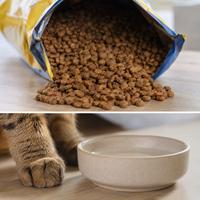Pienso seco para gatos con croquetas y cuenco de agua, imagen sobre los inconvenientes de la comida seca y su baja humedad.