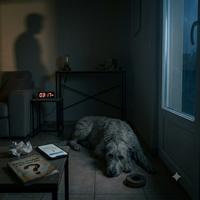 Dueño preocupado observando a su perro adoptado durante la madrugada; una guía sobre cómo gestionar la ansiedad y dudas comunes en las primeras noches en casa.