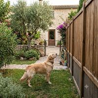 Perro Golden Retriever en un jardín con vallas altas y seguras, diseñado para prevenir escapes y garantizar la máxima seguridad de la mascota.