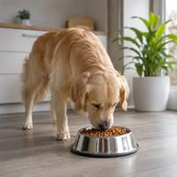 Perro comiendo pienso premium en casa, alimentación saludable para perros, nutrición canina equilibrada, comida para perros de alta calidad y bienestar animal diario.