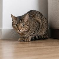 Gato con la cola entre las patas mostrando miedo, estrés e inseguridad, una señal clara del lenguaje corporal felino para interpretar sus emociones y comportamiento.