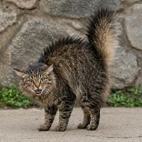 Gato con la cola hinchada y el pelo erizado como señal de miedo, amenaza y conducta defensiva, una postura clave del lenguaje corporal y comportamiento felino.