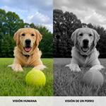 Imagen de 2 perros tumbado en un campo verde, uno de ellos con todos los colores tal y como lo vemos los humanos y otro con los colores blanco y negro, tal y como se supone que lo ven ellos