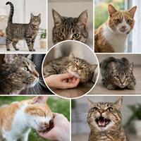 Cómo se comunican los gatos mediante lenguaje corporal, posición de la cola, orejas, ojos, bigotes, postura, maullidos y contacto físico para entender su comportamiento.