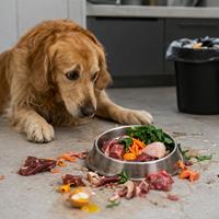 Perro frente a un plato con dieta BARF de carne cruda y alimentos naturales, imagen sobre los riesgos de la alimentación BARF en perros, contaminación bacteriana, desequilibrios nutricionales y seguridad alimentaria.