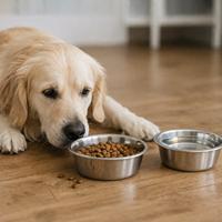Perro Golden Retriever frente a un comedero con pienso seco y un cuenco de agua, representando las desventajas del alimento seco para perros, como menor apetencia, baja humedad y diferencias de calidad entre marcas.