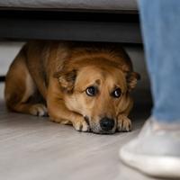 Perro con señales de miedo y estrés escondido bajo un sofá, comportamiento canino que refleja ansiedad, inseguridad y necesidad de un entorno tranquilo para su bienestar.