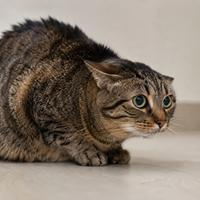 Gato doméstico con los bigotes hacia atrás y las orejas hacia atrás, mostrando miedo, estrés e incomodidad según su lenguaje corporal felino.
