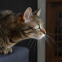 Gato doméstico con los bigotes hacia delante observando atentamente, mostrando curiosidad, interés y lenguaje corporal felino en primer plano.