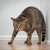 Gato doméstico con las patas rígidas y el cuerpo tenso, mostrando miedo, estrés, inseguridad y actitud defensiva según su lenguaje corporal felino.