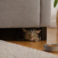 Gato adoptado escondido bajo un sofá durante los primeros días en casa, comportamiento normal de adaptación felina, gato con miedo observando su nuevo hogar y aprendiendo a confiar en su familia.
