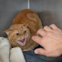 Gato con agresividad defensiva bufando y mostrando los dientes ante una mano cercana, comportamiento felino asociado al miedo, estrés, dolor e inseguridad.