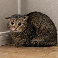 Gato asustado con cuerpo encogido, cola pegada al cuerpo, orejas hacia atrás y pupilas dilatadas, mostrando claras señales de miedo según el lenguaje corporal felino.