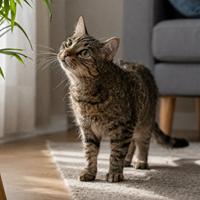 Gato curioso con ojos abiertos, bigotes hacia delante y orejas orientadas al estímulo, mostrando una postura típica del lenguaje corporal y comportamiento felino.