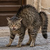 Gato en postura defensiva con lomo arqueado, pelo erizado, cola hinchada y orejas hacia atrás, mostrando claras señales de amenaza y lenguaje corporal felino.
