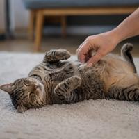 Gato tumbado mostrando el vientre como señal de confianza y seguridad, un comportamiento felino muy común que no siempre significa que quiera caricias.