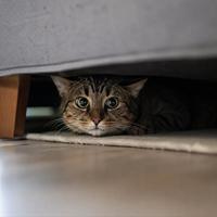 Gato atigrado escondido debajo de un sofá, comportamiento asociado a estrés, ansiedad, miedo o dolor en gatos domésticos y señal de alerta para su bienestar.