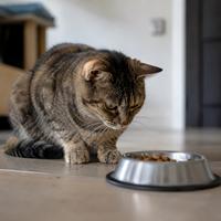 Gato con falta de apetito frente a su comedero sin comer, un síntoma de estrés, ansiedad o enfermedad en gatos que requiere atención veterinaria si persiste más de 24 horas.