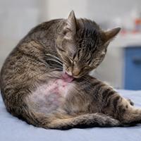 Gato con lamido excesivo acicalando una zona con pérdida de pelo e irritación en la piel, un signo de estrés, ansiedad y comportamiento compulsivo en gatos domésticos.