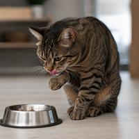 Gato doméstico lamiéndose la nariz con la lengua, mostrando un lenguaje corporal felino relacionado con nerviosismo, estrés leve, incertidumbre o una conducta de autocalma.