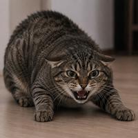 Gato doméstico con las orejas completamente aplastadas contra la cabeza, cuerpo en posición defensiva y expresión de amenaza, mostrando un lenguaje corporal felino de miedo, estrés o agresividad.