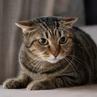 Gato atigrado con las orejas hacia atrás y mirada alerta, señal de miedo, incomodidad o irritación según el lenguaje corporal felino.