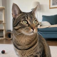 Gato doméstico con las orejas hacia delante, mirada atenta y expresión curiosa, mostrando un lenguaje corporal felino relajado mientras explora su entorno con interés.