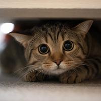 Gato atigrado con pupilas muy dilatadas, señal de estrés felino o miedo, mostrando un lenguaje corporal típico de ansiedad en gatos domésticos.
