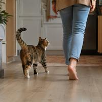 Gato siguiendo a su dueño por casa con la cola levantada, señal de apego, confianza y cariño. Comportamiento felino común en gatos domésticos que buscan compañía y fortalecen el vínculo con sus cuidadores.