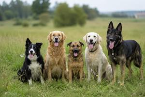 Grupo de perros en el campo posando juntos sobre la hierba, imagen de mascotas y perros felices en un entorno natural, ideal para búsquedas sobre perros, animales domésticos y naturaleza.