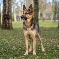 Perro con orejas hacia delante observando atentamente, lenguaje corporal canino, señales de atención, curiosidad y alerta en perros, comportamiento canino explicado.