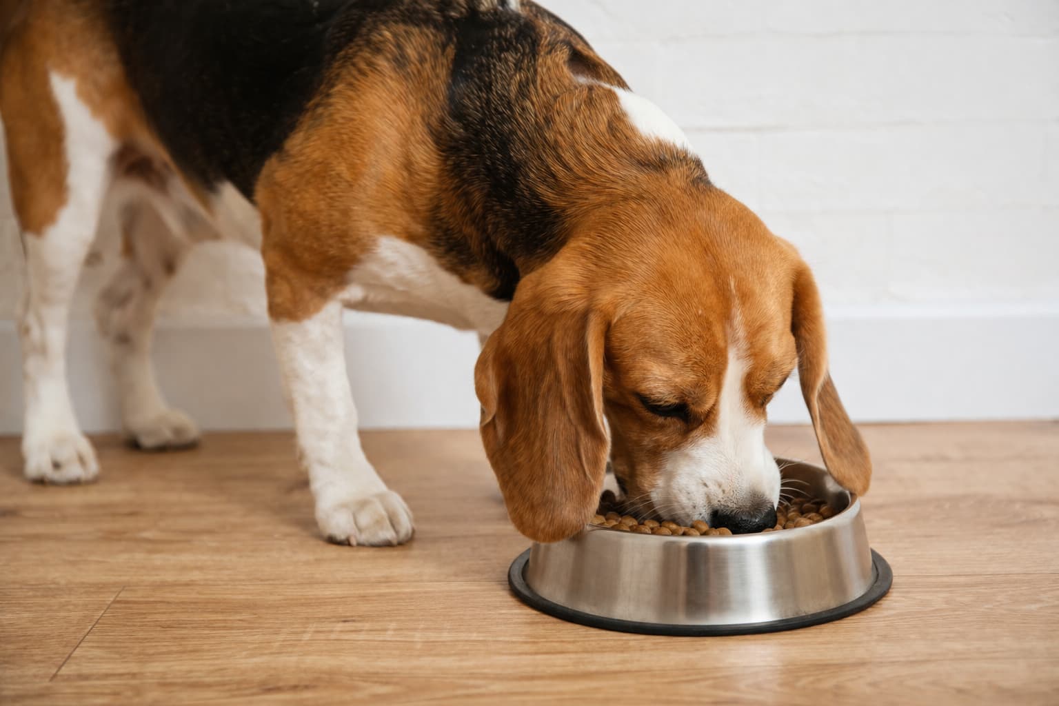 Perro comiendo pienso saludable en un comedero de acero inoxidable, alimentación para perros, comida para mascotas, nutrición canina y dieta equilibrada en un hogar.