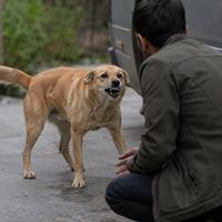 Perro gruñendo con postura de advertencia frente a una persona, mostrando una señal de comunicación canina que indica incomodidad, miedo o necesidad de espacio antes de una posible agresión.