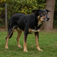Perro con las patas rígidas y el cuerpo tenso en estado de alerta, mostrando inseguridad, estrés y comportamiento defensivo según su lenguaje corporal canino.