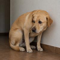 Perro Labrador Retriever asustado con la cola entre las patas, orejas hacia atrás, cuerpo encogido y mirada evasiva. Imagen ideal para búsquedas sobre lenguaje corporal canino, comportamiento del perro, señales de miedo en perros, estrés canino y comunicación canina.