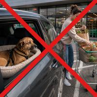 Error al dejar un perro recién adoptado esperando en el coche mientras se hace la compra en el supermercado, una situación que aumenta el estrés y dificulta su adaptación al nuevo hogar.