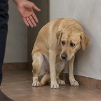 Perro Labrador Retriever con la cola entre las patas y postura encogida, mostrando una clara señal de miedo e inseguridad. Imagen ideal para búsquedas sobre lenguaje corporal canino, comportamiento del perro, señales de estrés en perros y comunicación canina.